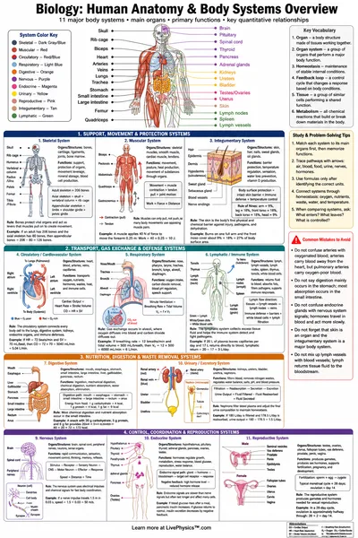 Human Anatomy & Body Systems Overview