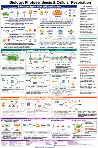 Photosynthesis & Cellular Respiration