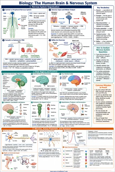 The Human Brain & Nervous System