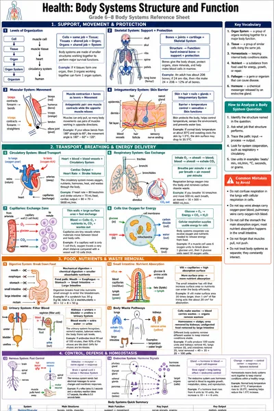 Body Systems Structure and Function