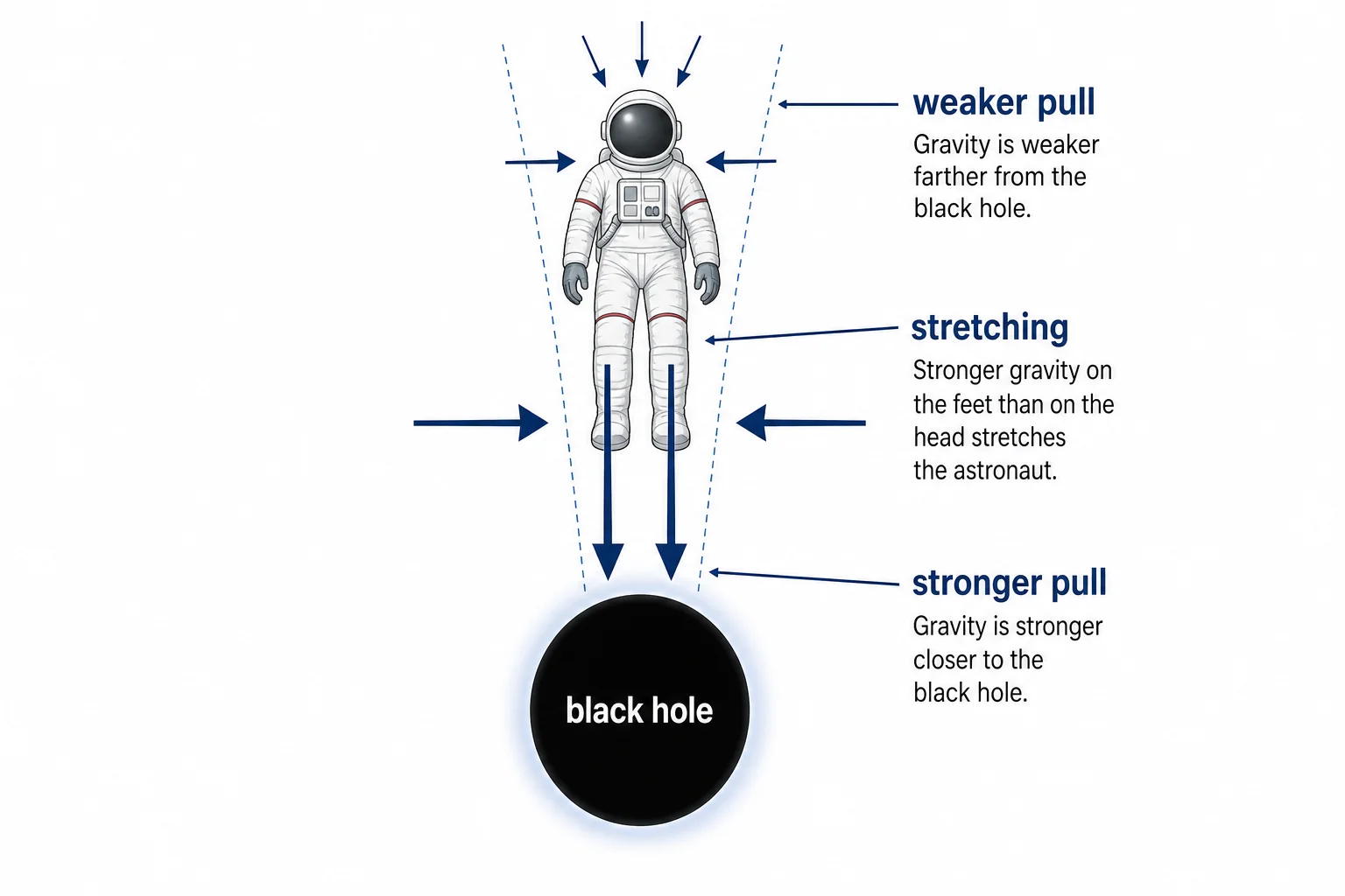 A falling astronaut near a black hole with arrows showing stronger gravity on the feet than on the head