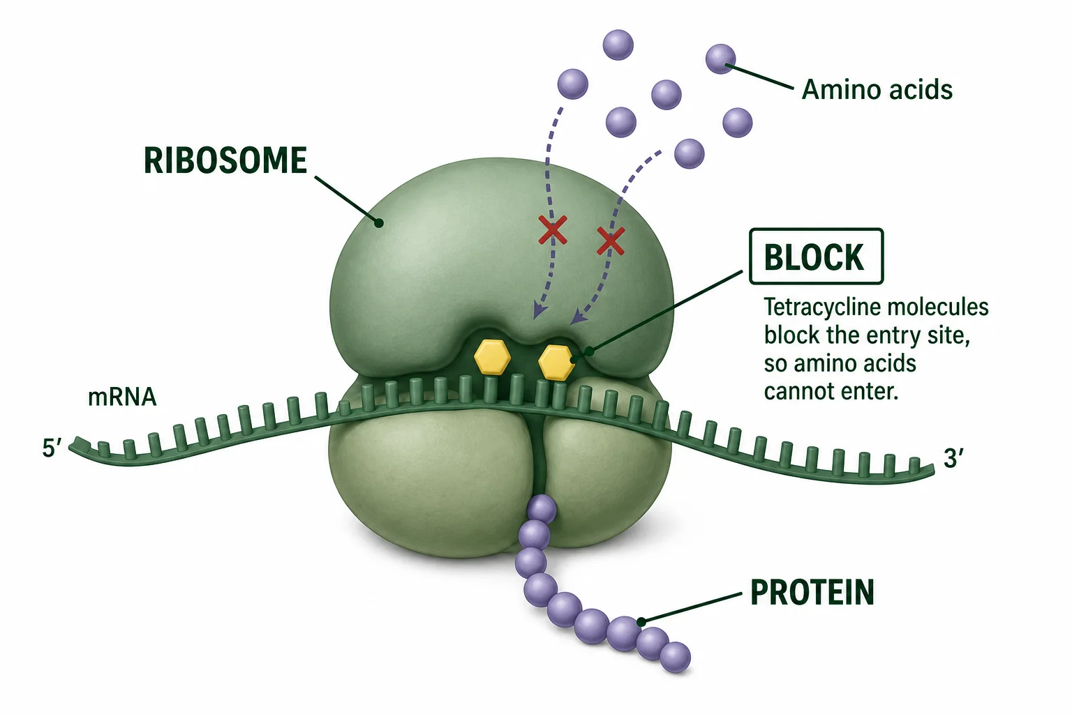 Diagram of a bacterial ribosome with tetracycline blocking the path of protein building blocks.