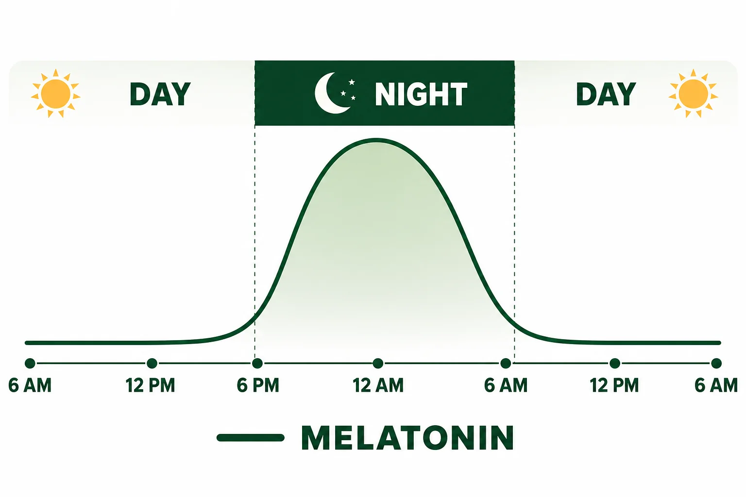 Line graph showing melatonin low in daytime, rising at night, and falling again near morning