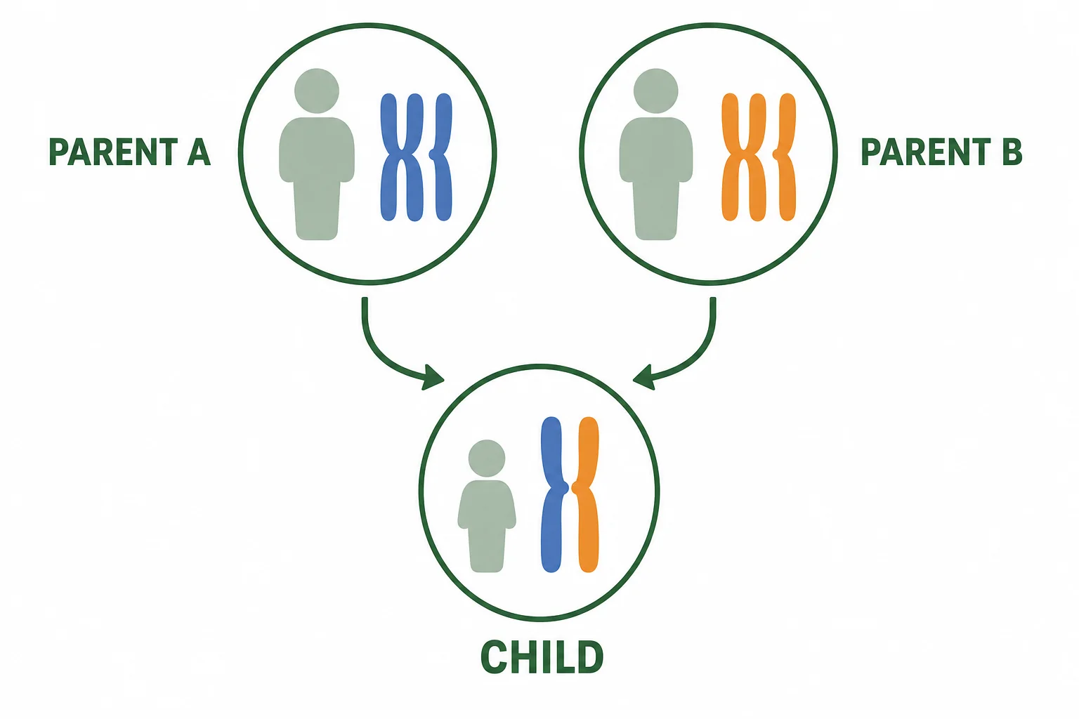 A diagram shows chromosomes from two parents joining to form chromosome pairs in a child.