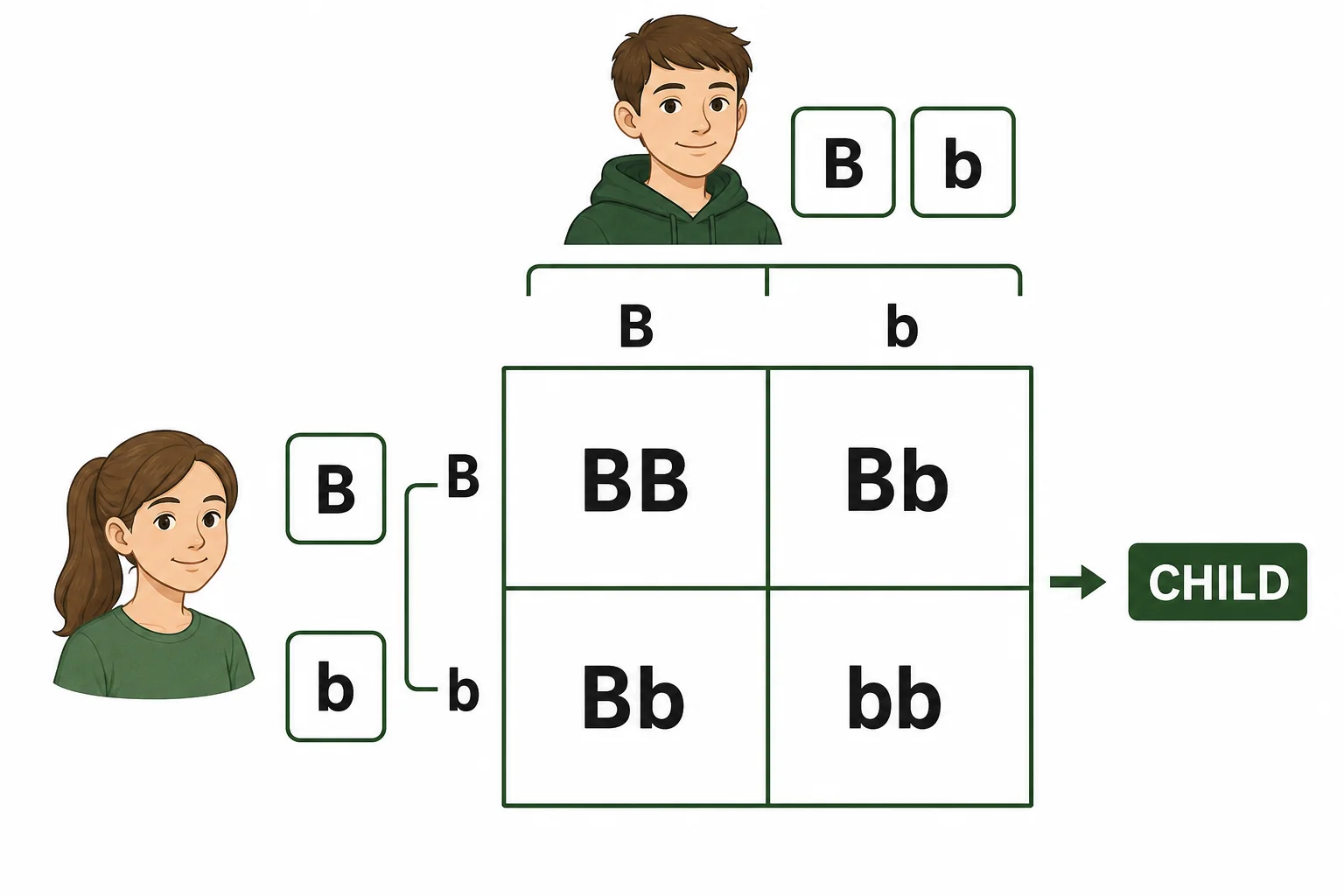 A simple four-box inheritance chart shows how two parents can pass dominant and recessive gene versions to a child.