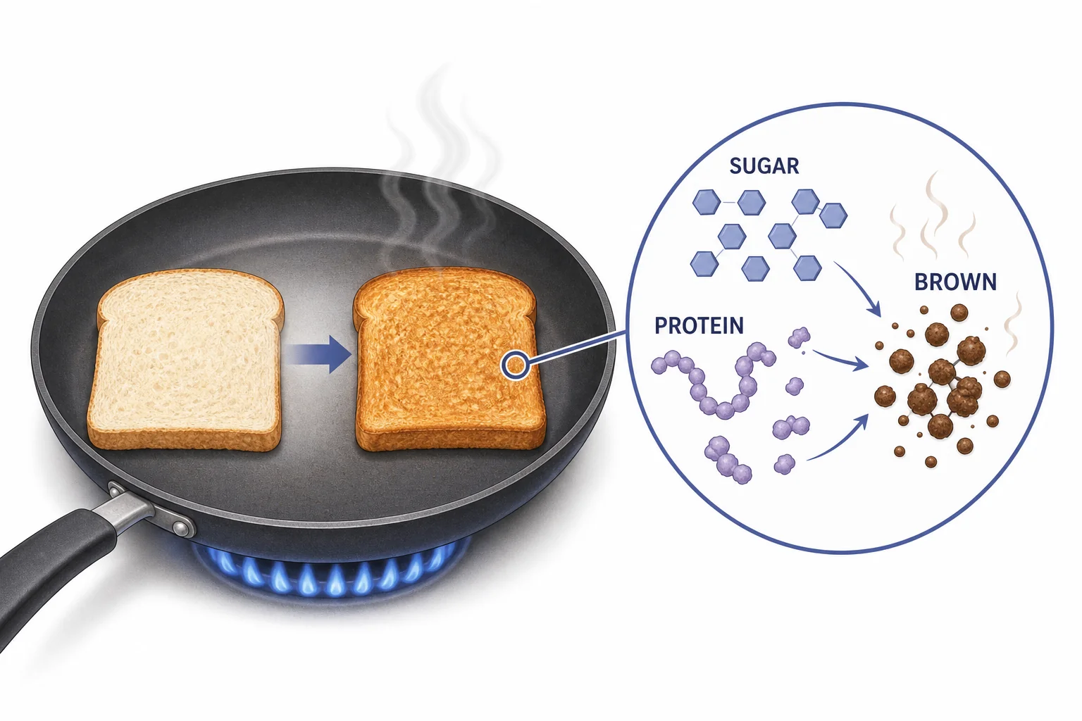 Toast browning as sugars and protein parts react on a dry hot surface.