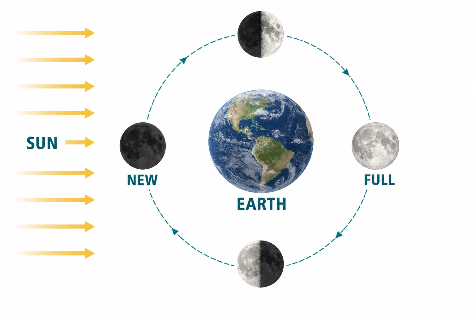 Top-down diagram of the Moon orbiting Earth, with sunlight from one side and different visible phases at different orbit positions.