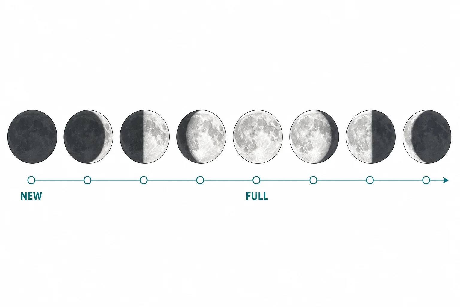 A sequence of eight Moon phase drawings from new moon through full moon and back to crescent.