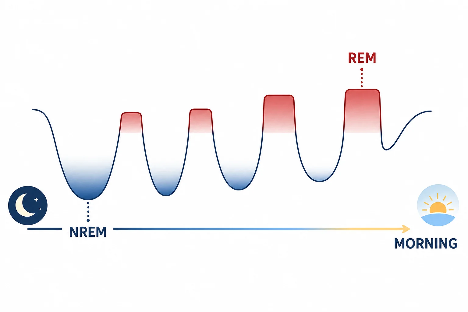 A simple sleep cycle timeline showing NREM and REM repeating through the night with deeper sleep early and more REM later.