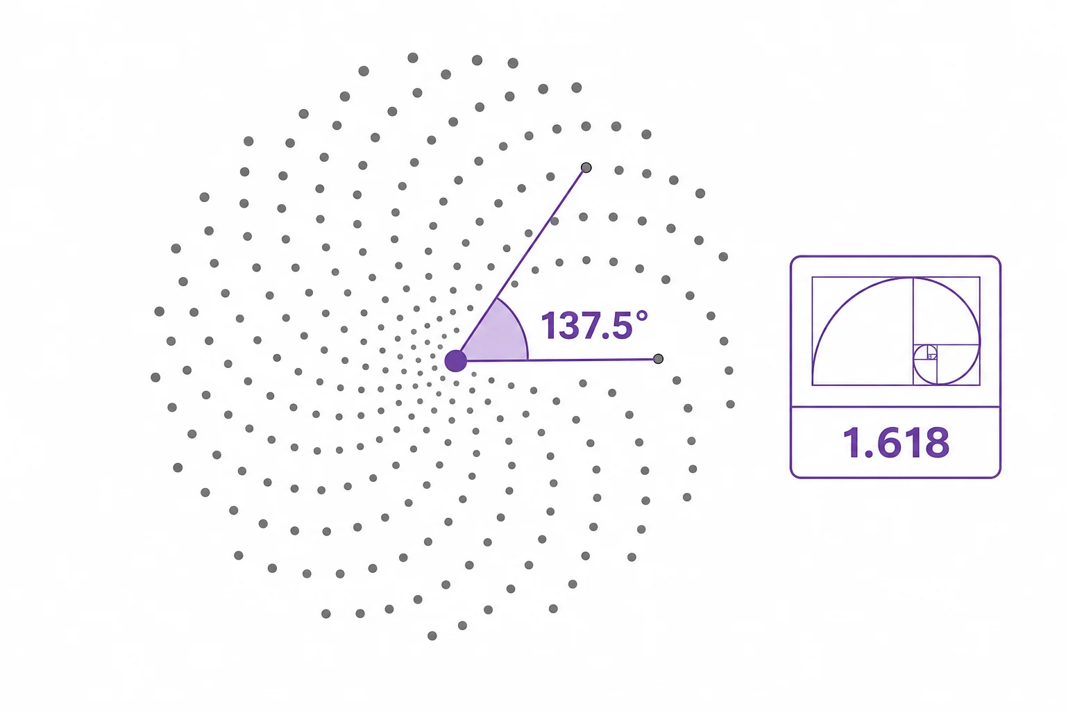 A simple diagram showing a center point and repeated seed positions separated by the golden angle