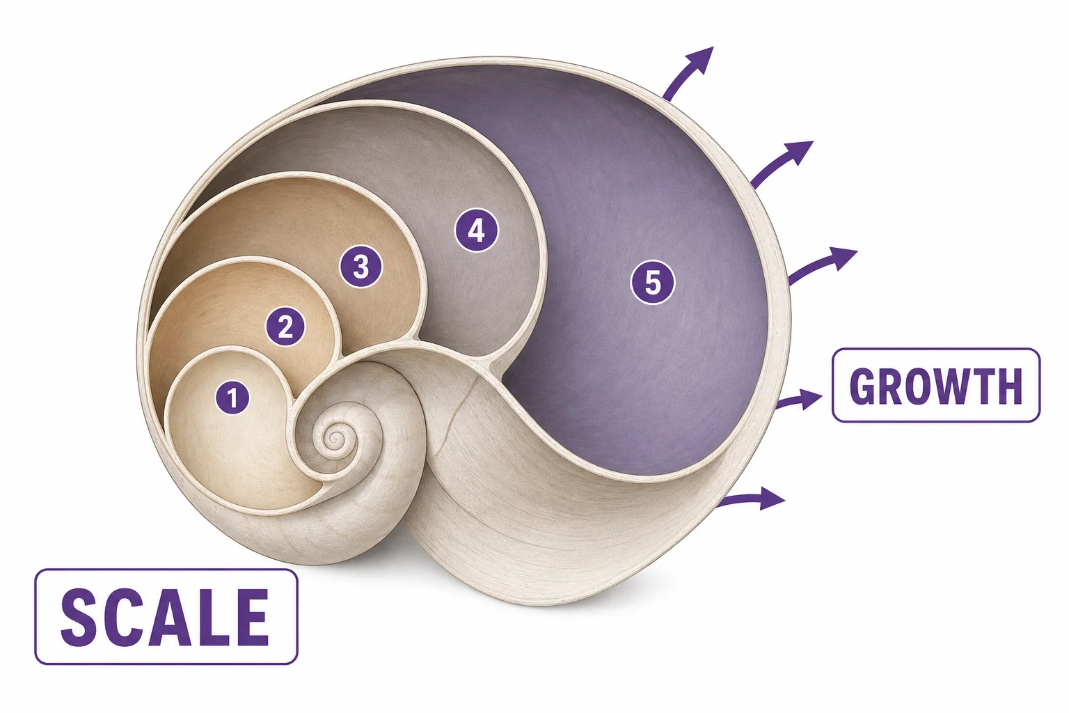 A cutaway shell spiral divided into growing sections that increase by a steady scale factor