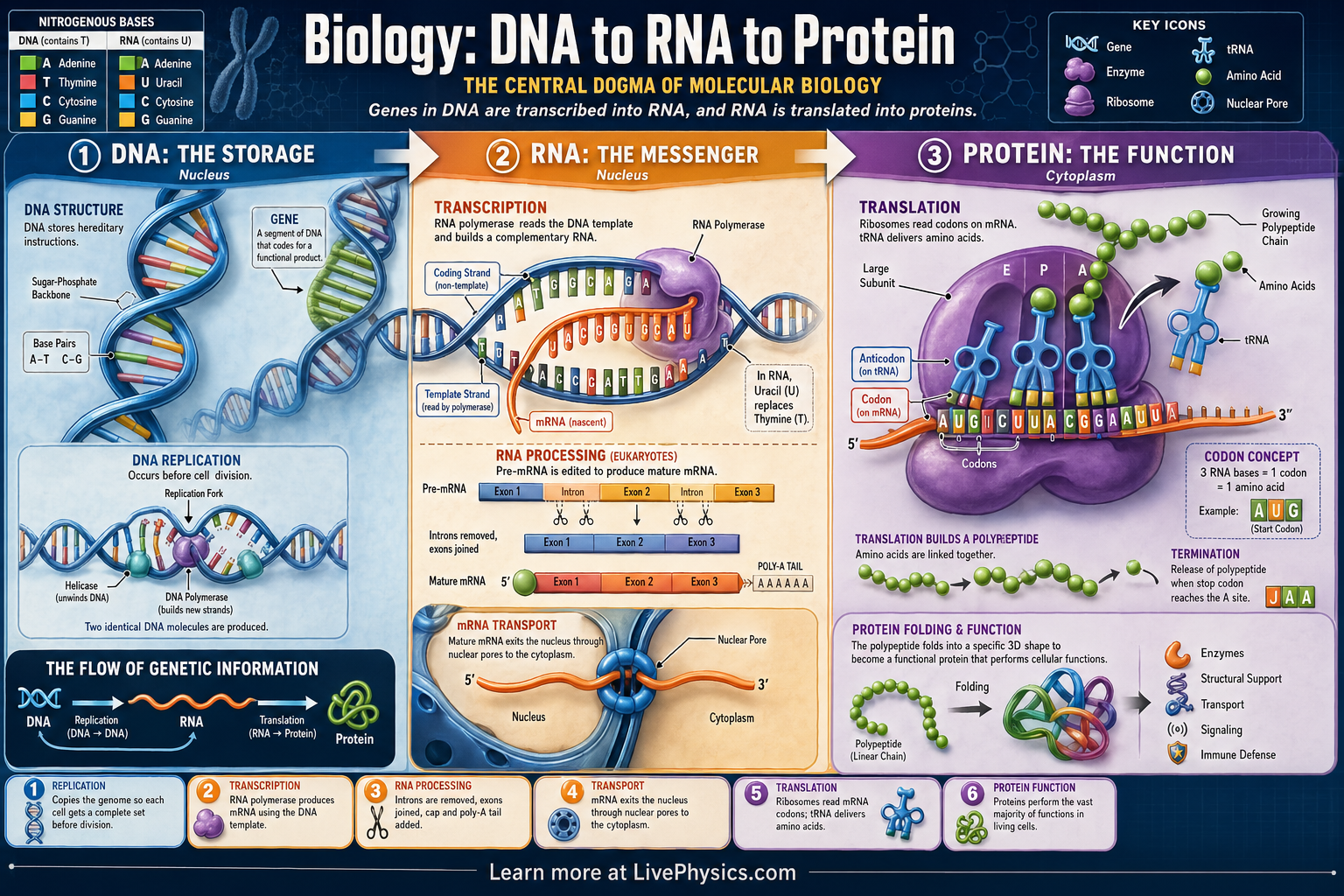 DNA to RNA to Protein