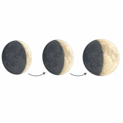 A series of crescent Moons with the bright part growing larger each night.