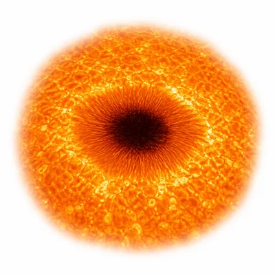 A dark sunspot on the Sun’s bright surface.