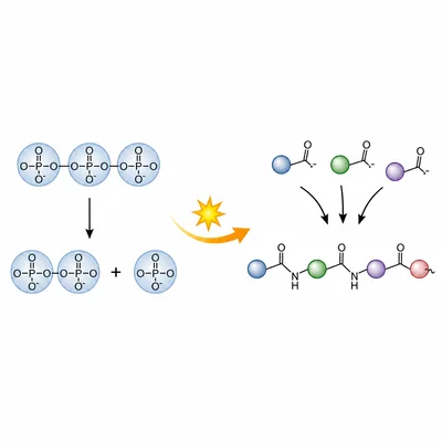 Diagram showing energy from phosphate bond hydrolysis driving amino acids to form a protein chain.