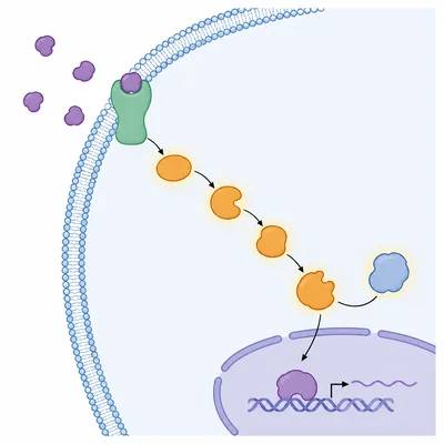 Diagram of a hormone binding a cell-surface receptor, triggering intracellular relay steps and a cellular response.