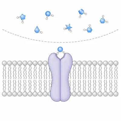 Polar signaling molecules remain outside the phospholipid bilayer and bind to a receptor on the plasma membrane.