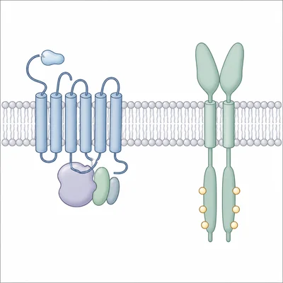 Side-by-side unlabeled diagram comparing a G protein-coupled receptor and a dimerized receptor tyrosine kinase.