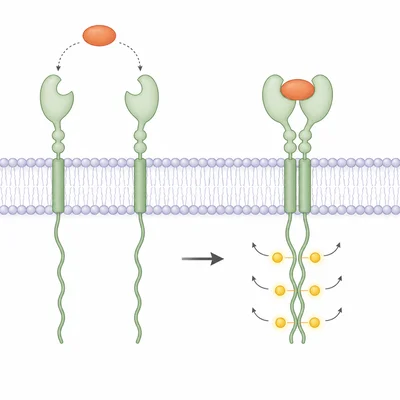 Two receptor tyrosine kinase monomers dimerize after ligand binding and activate their intracellular tails.