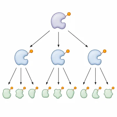 A branching phosphorylation cascade shows one kinase activating many downstream proteins to amplify a signal.