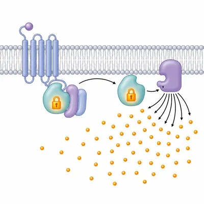 A G protein remains active and continues stimulating a downstream enzyme, causing prolonged signaling.