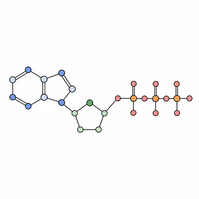 Simplified ATP molecule showing a base, sugar, and three phosphate groups.