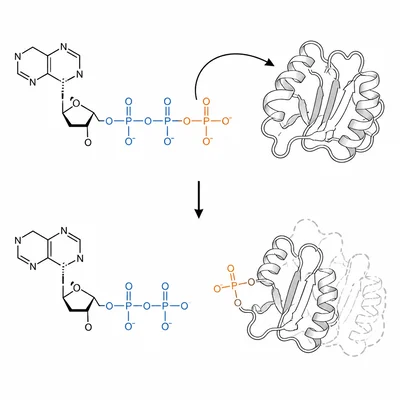 A phosphate group transfers from ATP to a protein, changing the protein shape.