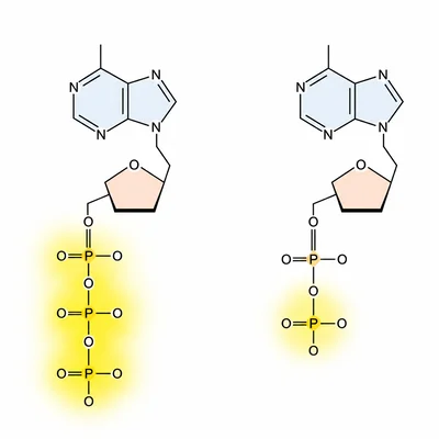 ATP with three phosphates and more stored energy compared with ADP with two phosphates.