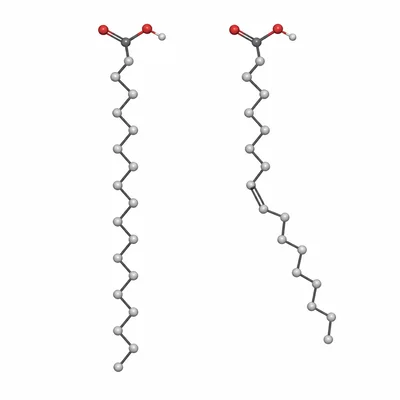 A straight saturated fatty acid chain beside a kinked unsaturated fatty acid chain.