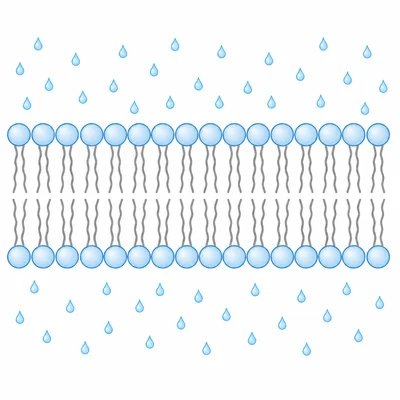 A phospholipid bilayer with heads facing water and tails pointing inward.