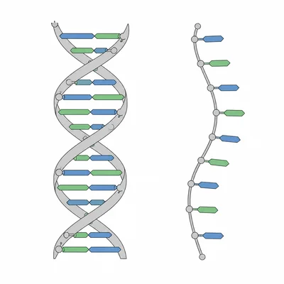 A double-stranded DNA-like helix beside a single-stranded RNA-like chain.