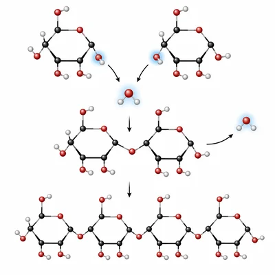 Two glucose rings join into a chain while a water molecule is released.