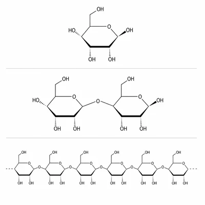Carbohydrates shown as one sugar ring, two linked rings, and a long chain of rings.