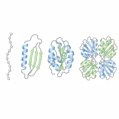 Four stages of protein structure from a chain to assembled folded subunits.