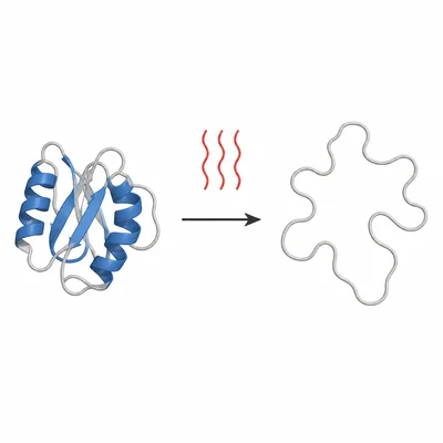 A folded protein unfolds into a loose chain under heat.