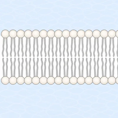 Cross-section of a phospholipid bilayer with heads facing water and tails inward.
