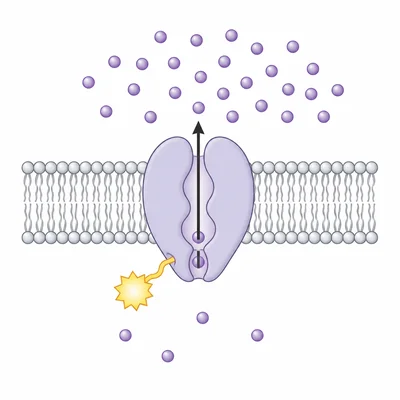 Membrane pump uses energy to move ions against their concentration gradient.