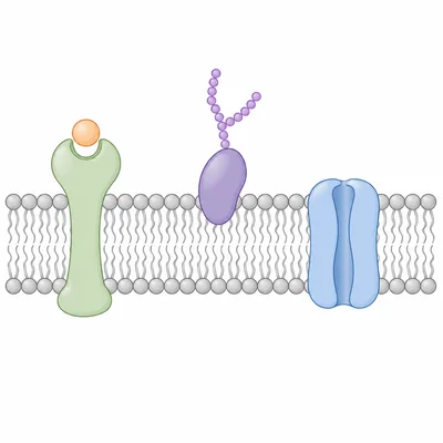 Cell membrane components including bilayer, receptor, carbohydrate marker, and transport protein.