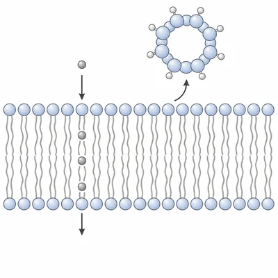 Small nonpolar molecule crosses a membrane while a large polar molecule is blocked.