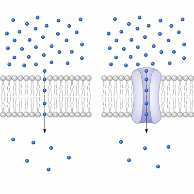 Direct diffusion through a membrane compared with facilitated diffusion through a channel.