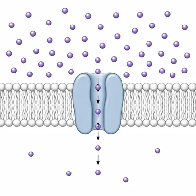 Ions move into a cell through a channel protein down a concentration gradient.