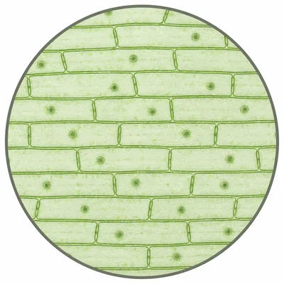 Rows of similar rectangular plant cells seen under a microscope.