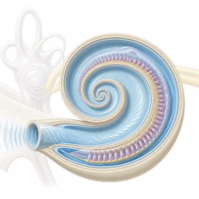 Cutaway cochlea showing fluid movement and bending hair cells.