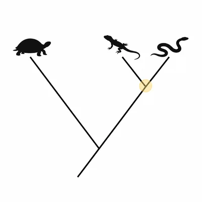 Phylogenetic tree showing lizards and snakes sharing a more recent common ancestor than turtles.