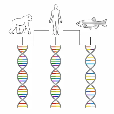 DNA comparison diagram showing one species more genetically similar to a central species than another.