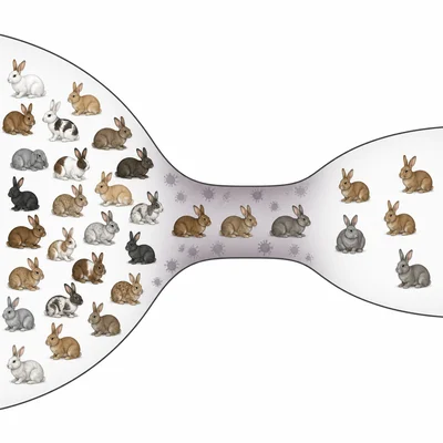 A rabbit population bottleneck leaves fewer survivors and reduced genetic variation.