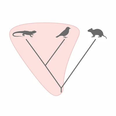 A tree showing reptiles and birds grouped with a common ancestor while the mammal descendant is excluded.