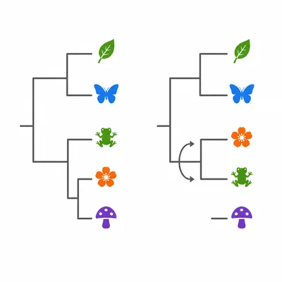 Two equivalent phylogenetic trees with sister branches rotated around a node.
