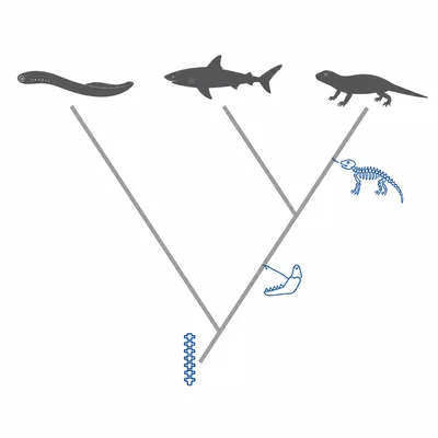 A three-species cladogram with traits added along the branches, ending with a unique bony skeleton trait.