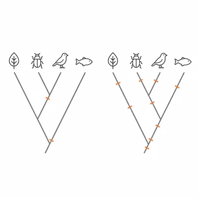 Two alternative cladograms comparing fewer versus more evolutionary change marks.